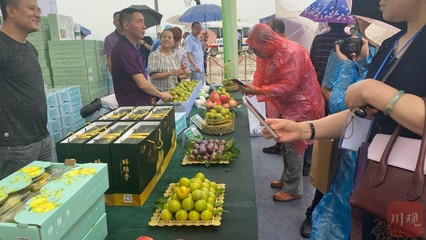 規劃建設蜂糖李產業10萬畝 渠縣將打造&ldquo;中國蜂糖李之鄉&rdquo;