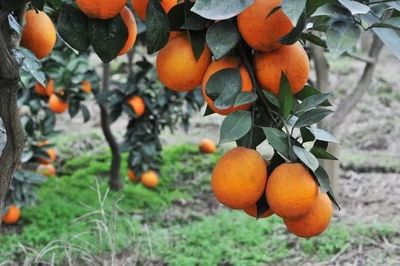 重慶地理標志農產品在《源味中國》亮相，四個區縣風味獨特